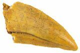 Serrated Raptor Tooth - Real Dinosaur Tooth #332148-1